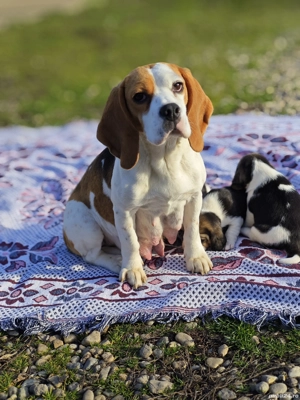 Pui Beagle tricolor - imagine 4