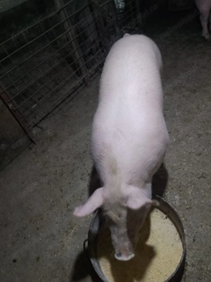 Porci de vânzare crescuți bio - imagine 2