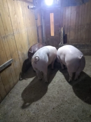 Porci de vânzare crescuți bio