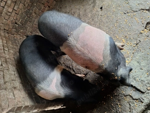 Porc bazna crescut natural