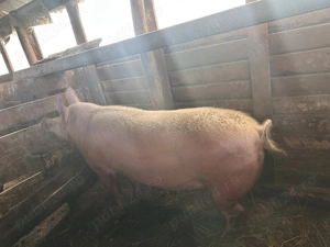 Vand porc de Craciun - imagine 2