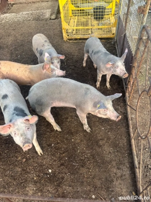 Suldei pietran de vanzare 40 70kg - imagine 4