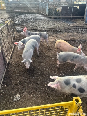 Suldei pietran de vanzare 40 70kg - imagine 3