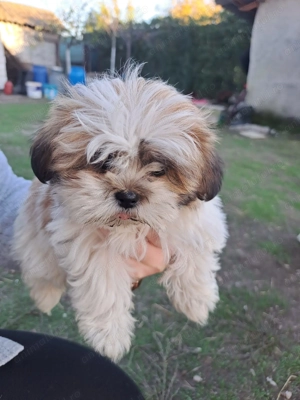 Pui câine Shih Tzu - imagine 2