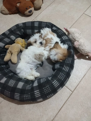 Pui câine Shih Tzu - imagine 4