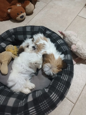 Pui câine Shih Tzu - imagine 3