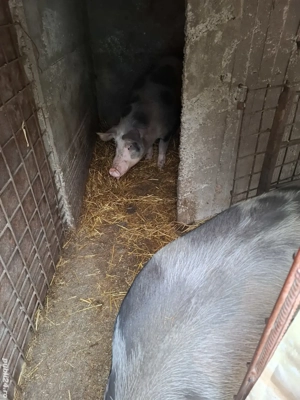 Porci de casa crescuti cu boabe - imagine 2