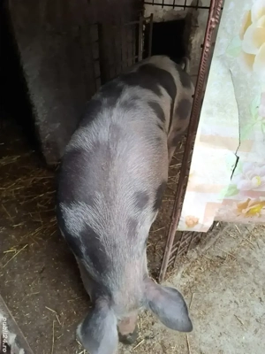 Porci de casa crescuti cu boabe - imagine 3