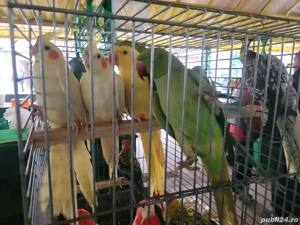 pasari exotice - imagine 2