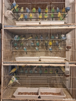 pasari exotice - imagine 5