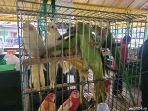 pasari exotice - imagine 3