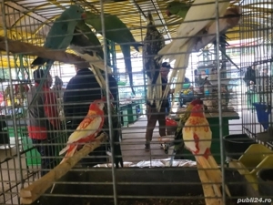 pasari exotice - imagine 4