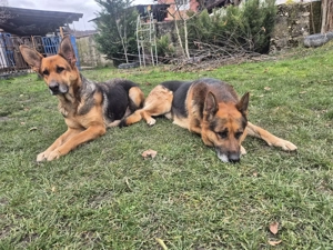 Pui ciobănesc german,născuți pe 20 octombrie,abia încărcați.Detin ambii părinți.