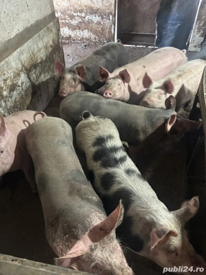 Vand porci de 100 110kg - imagine 3