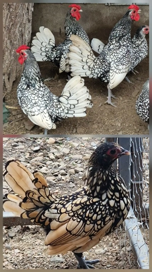 Vand Fazani, Gaini pitice Lemon mii de flori, Sebright si Turturele - imagine 5