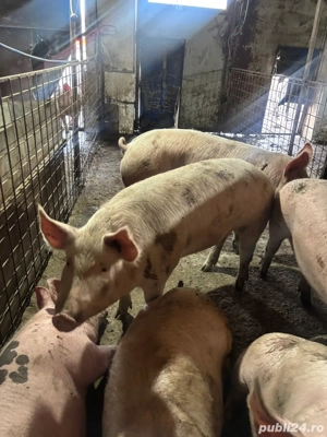 Vand porci de 100 110kg - imagine 4