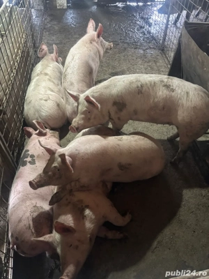 Vand porci de 100 110kg - imagine 2
