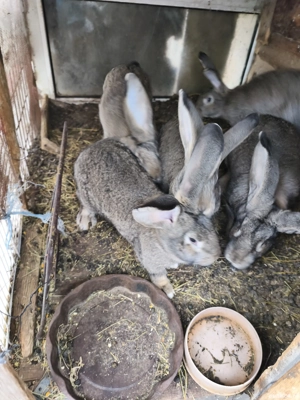 se vand 4 femele - imagine 2