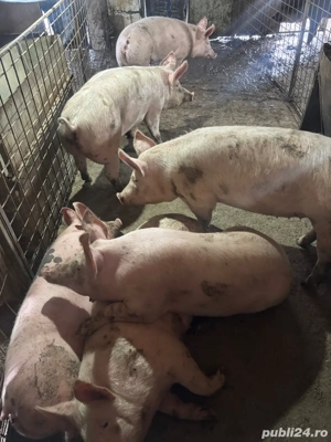 Vand porci de 100 110kg - imagine 5