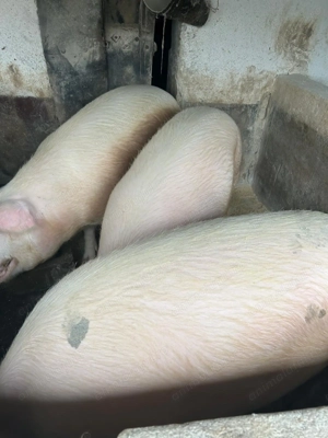 Vând  porci  grași