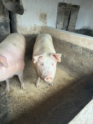 Vând  porci  grași - imagine 2