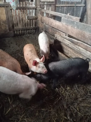 Purcei de vanzare 650 lei negociabil - imagine 2