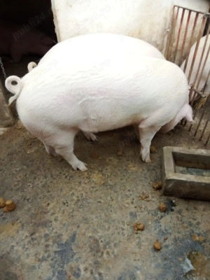 Porc gras 160 - 170  kilograme