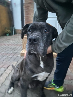 Vand catei rasa Cane Corso cu Dog German - imagine 3