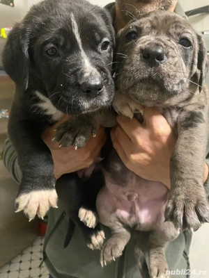 Vand catei rasa Cane Corso cu Dog German - imagine 5