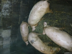 de vanzare purcei  - imagine 2