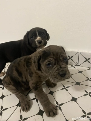 Vand catei rasa Cane Corso cu Dog German