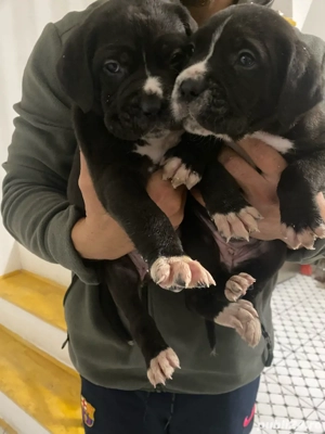 Vand catei rasa Cane Corso cu Dog German - imagine 2