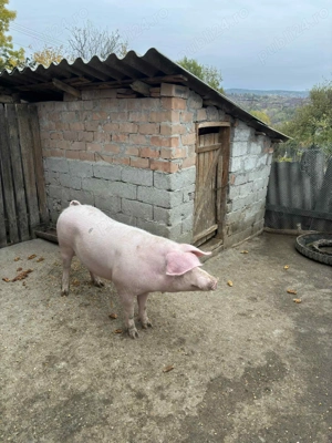 Vand porci - imagine 2