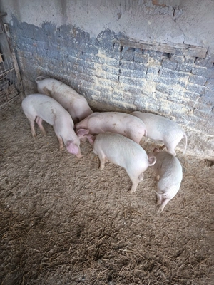 Vând șoldani  - imagine 2