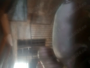 Vand porcii - imagine 2