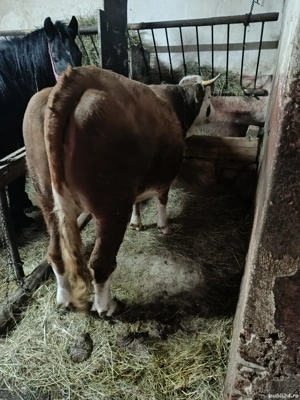 vand juninca la prima fatare 