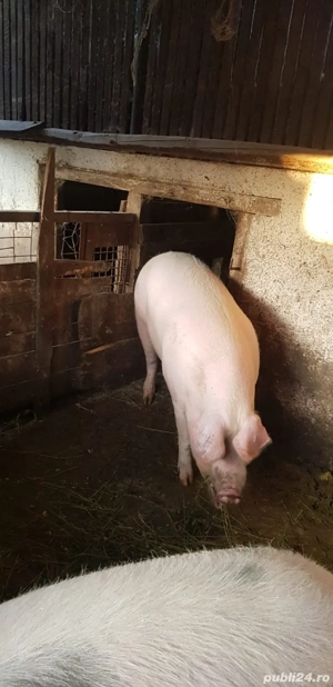 Porc gras de vânzare in Valea Lui Mihai - imagine 2