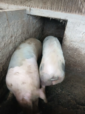 Porci de vanzare 15lei kg - imagine 3