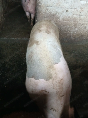 Porci de vanzare 15lei kg - imagine 2