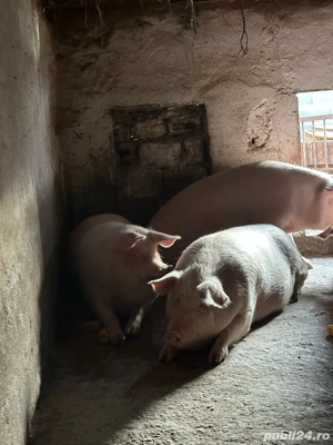 porci de vanzare - imagine 3
