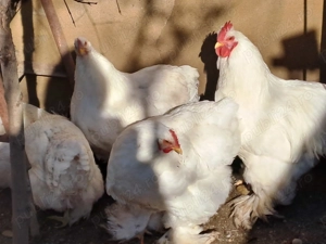 Vând găini cochinchina alb