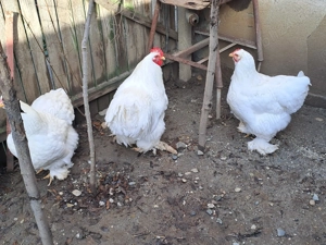 Vând găini cochinchina alb - imagine 2