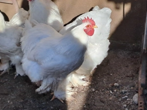 Vând găini cochinchina alb - imagine 3