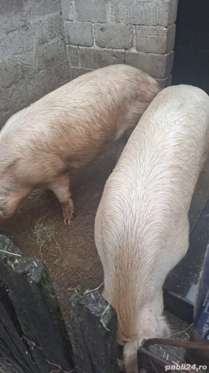 Vand porci 130-240 Kg - imagine 2