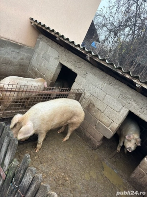 Vand porci 130-240 Kg - imagine 3