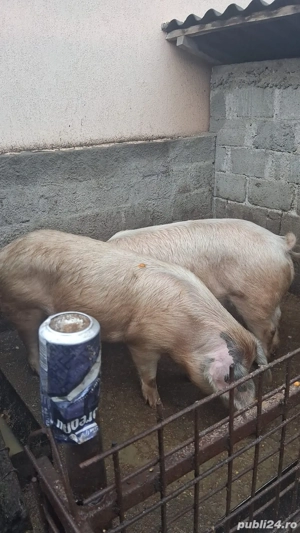 Vand porci 130-240 Kg - imagine 4