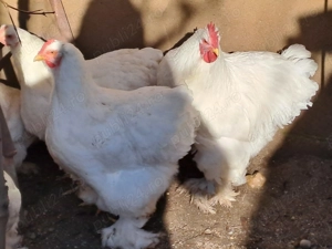 Vând găini cochinchina alb - imagine 4