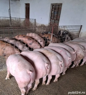 Vand Porci  - imagine 2