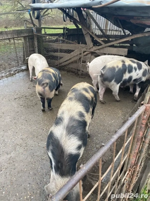 De vanzare porci  14 lei kg de craciun  