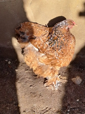 Vând găini cochinchina porțelan  - imagine 5